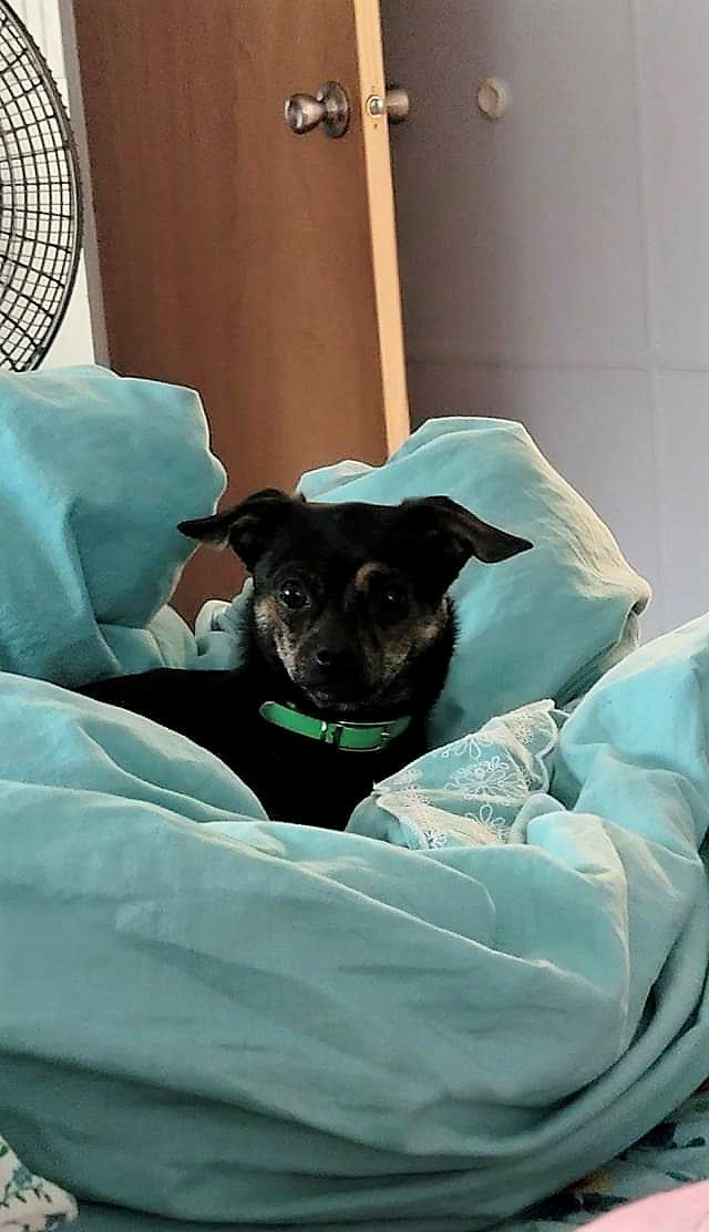 Dog for Adoption - Sirius, a in Brandon, VT | Alpha Paw