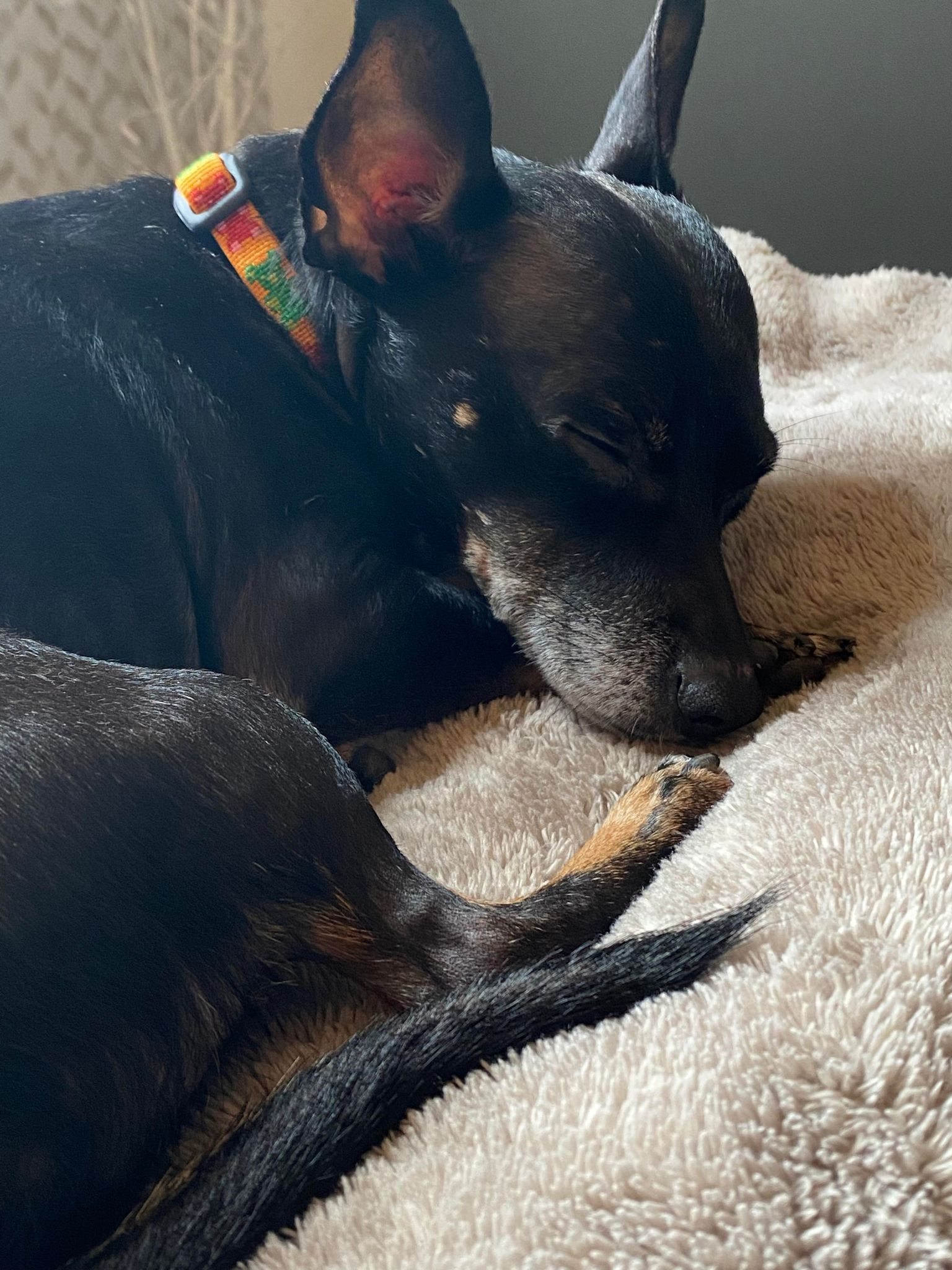 Dog for Adoption - Sirius, a in Brandon, VT | Alpha Paw