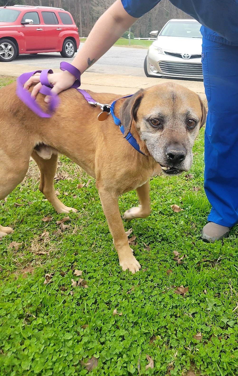 adoptable Dog in Shelburne, VT named Trix