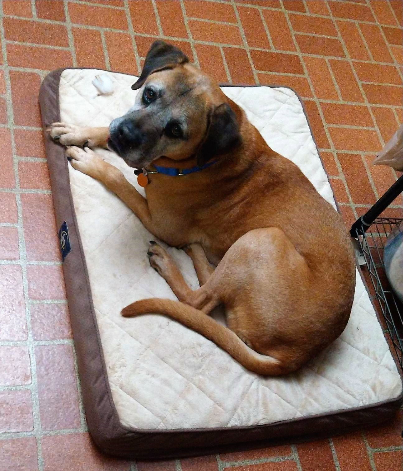 Dog for Adoption - Trix, a in Brandon, VT | Alpha Paw