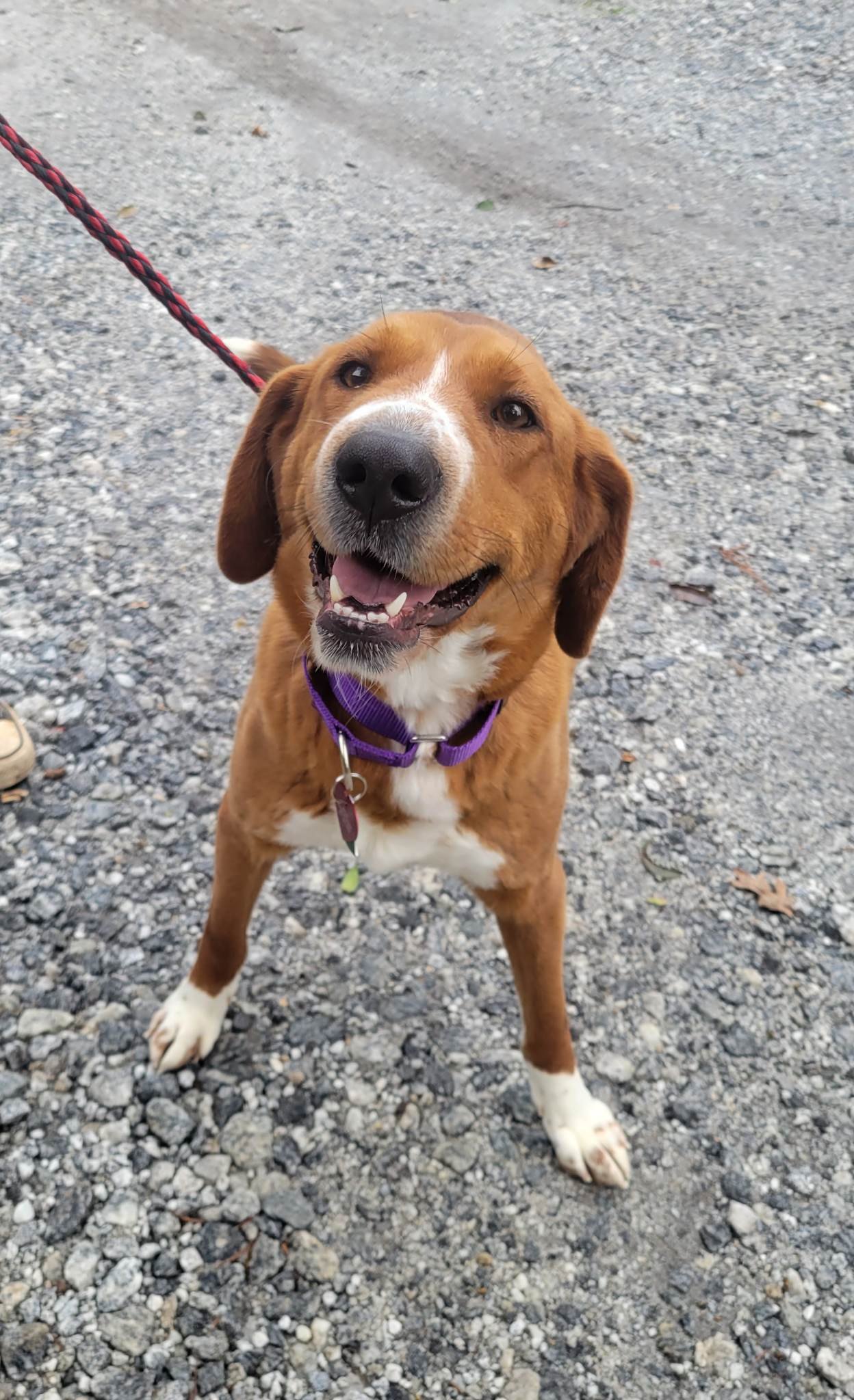 adoptable Dog in Shelburne, VT named Ellen