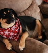 adoptable Dog in , VT named Eva