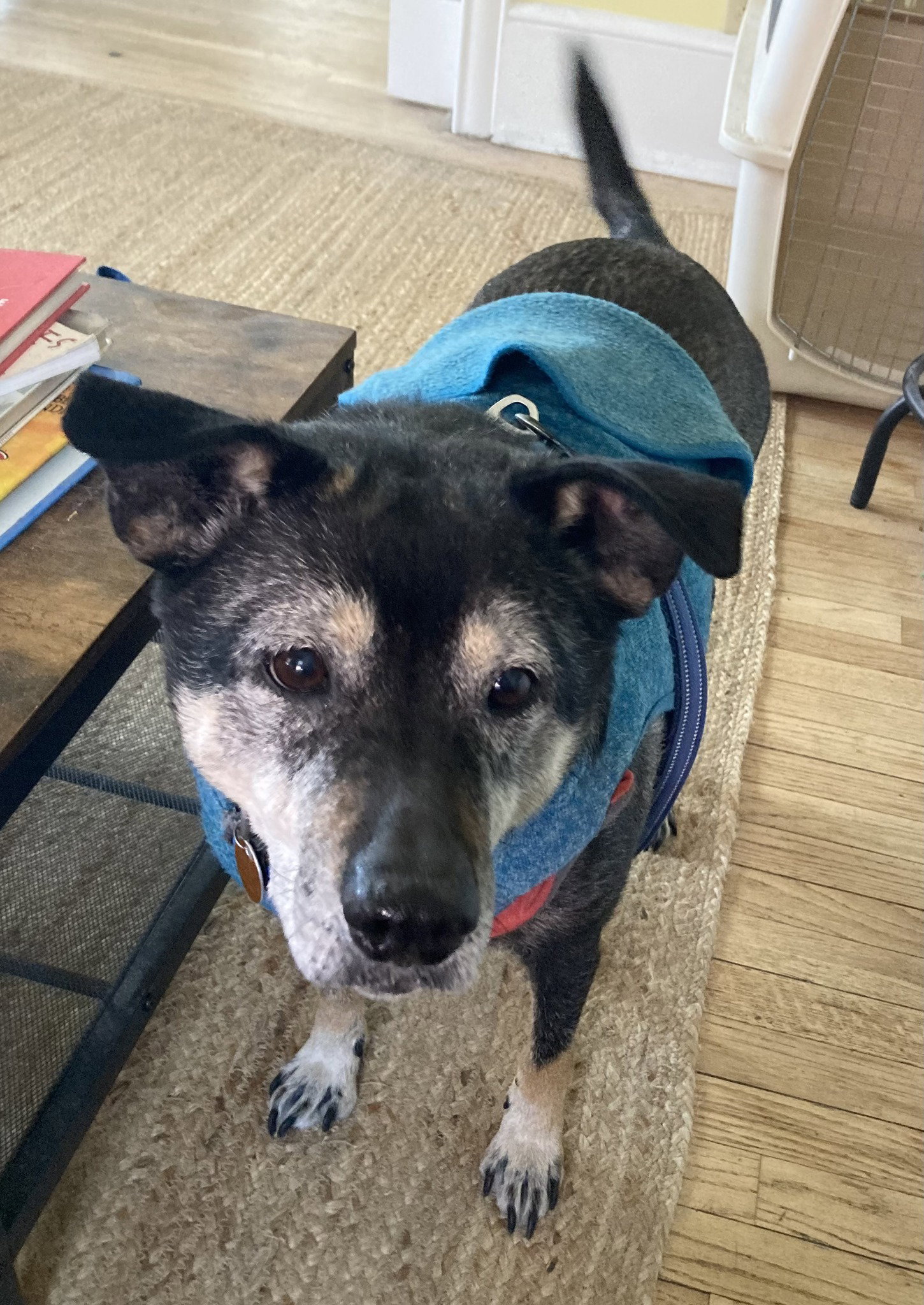 Dog for Adoption Rosco, a in Plattsburgh, NY Alpha Paw