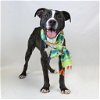 adoptable Dog in , VT named Dave