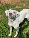 adoptable Dog in , VT named Perdy