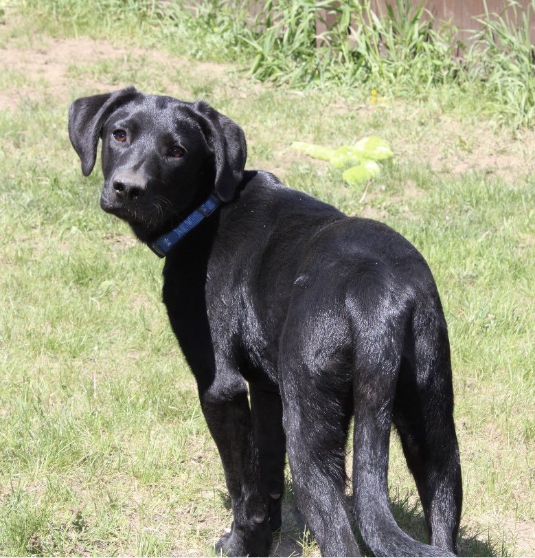 adoptable Dog in Shelburne, VT named Gus