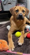 adoptable Dog in , VT named Madagascar