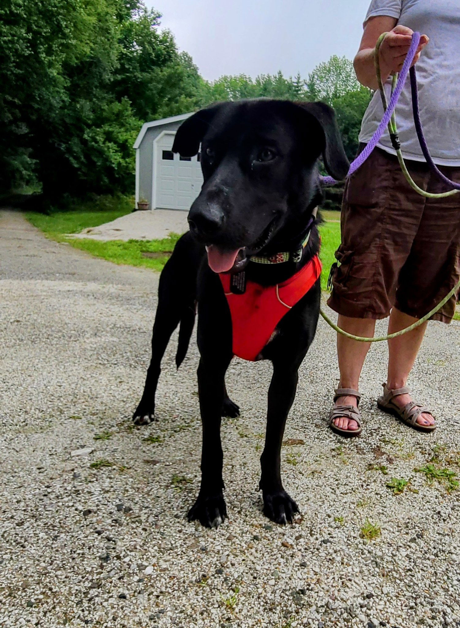 adoptable Dog in Shelburne, VT named Nova