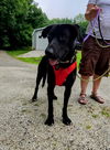 adoptable Dog in , VT named Nova