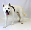 adoptable Dog in , VT named Pluma