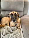 adoptable Dog in , VT named Penelope