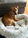 adoptable Dog in shelburne, VT named Marley
