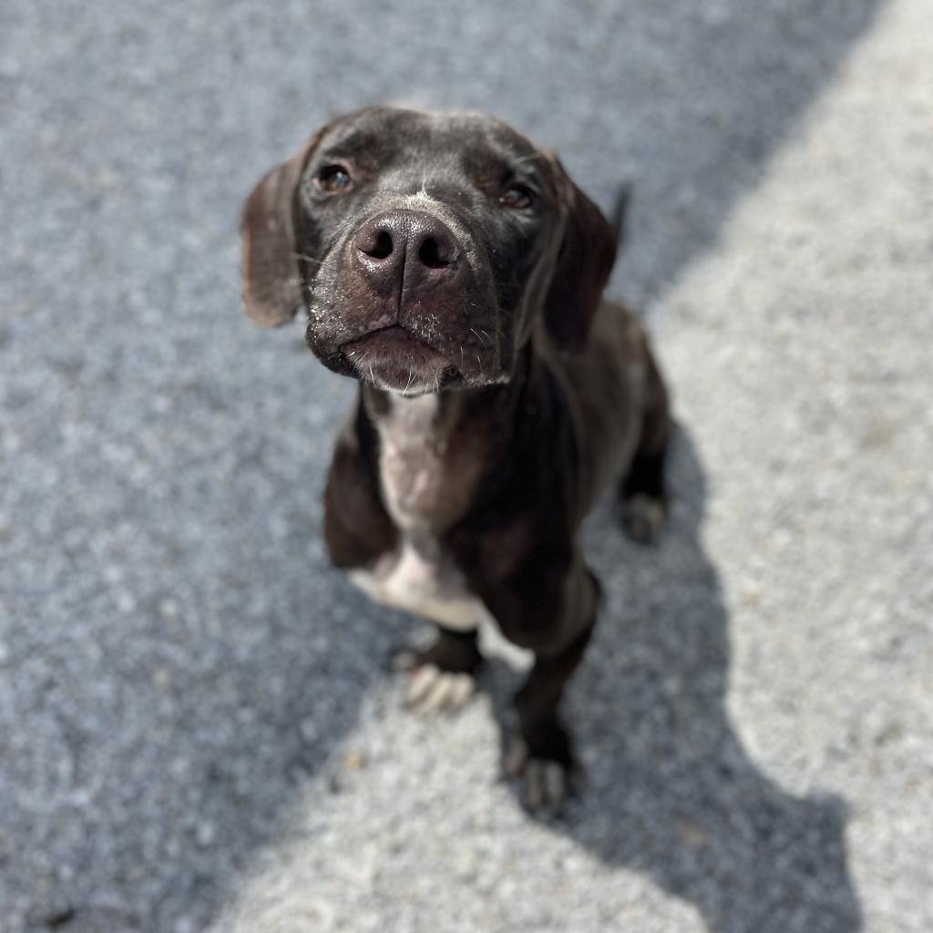adoptable Dog in Shelburne, VT named Cornell