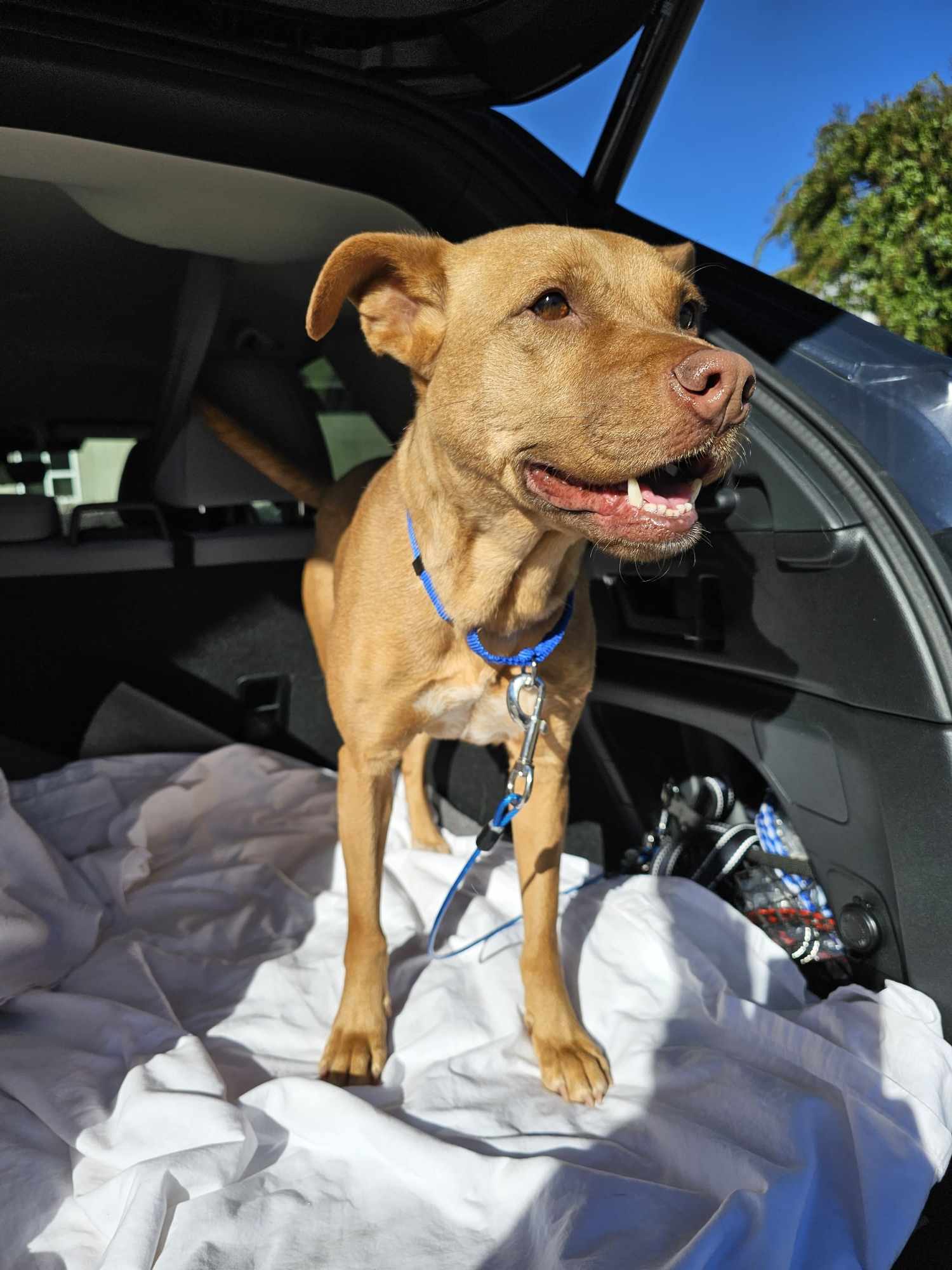 Dog for Adoption - Cally, a in Ferrisburgh, VT | Alpha Paw
