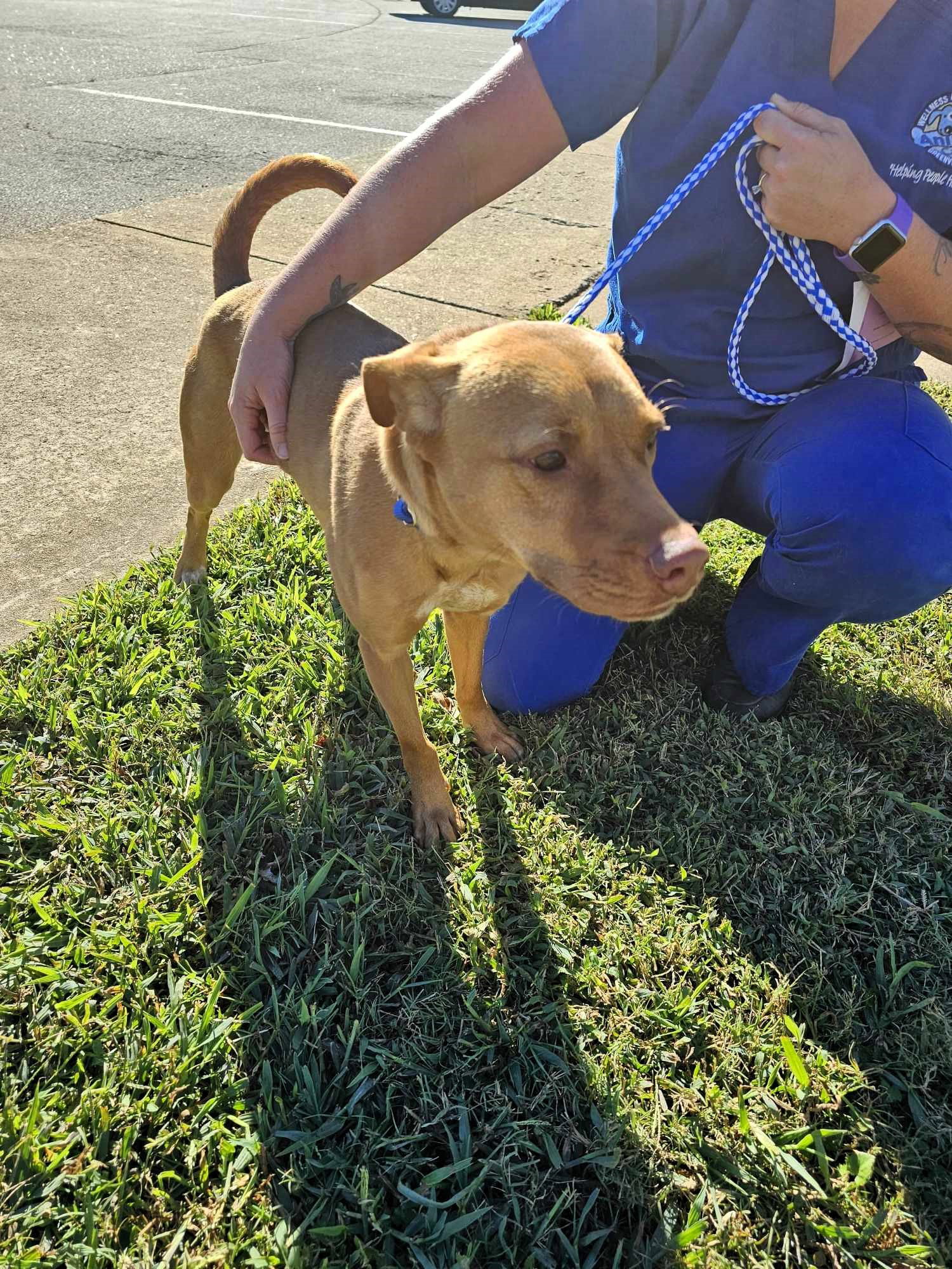 Dog for Adoption - Cally, a in Ferrisburgh, VT | Alpha Paw