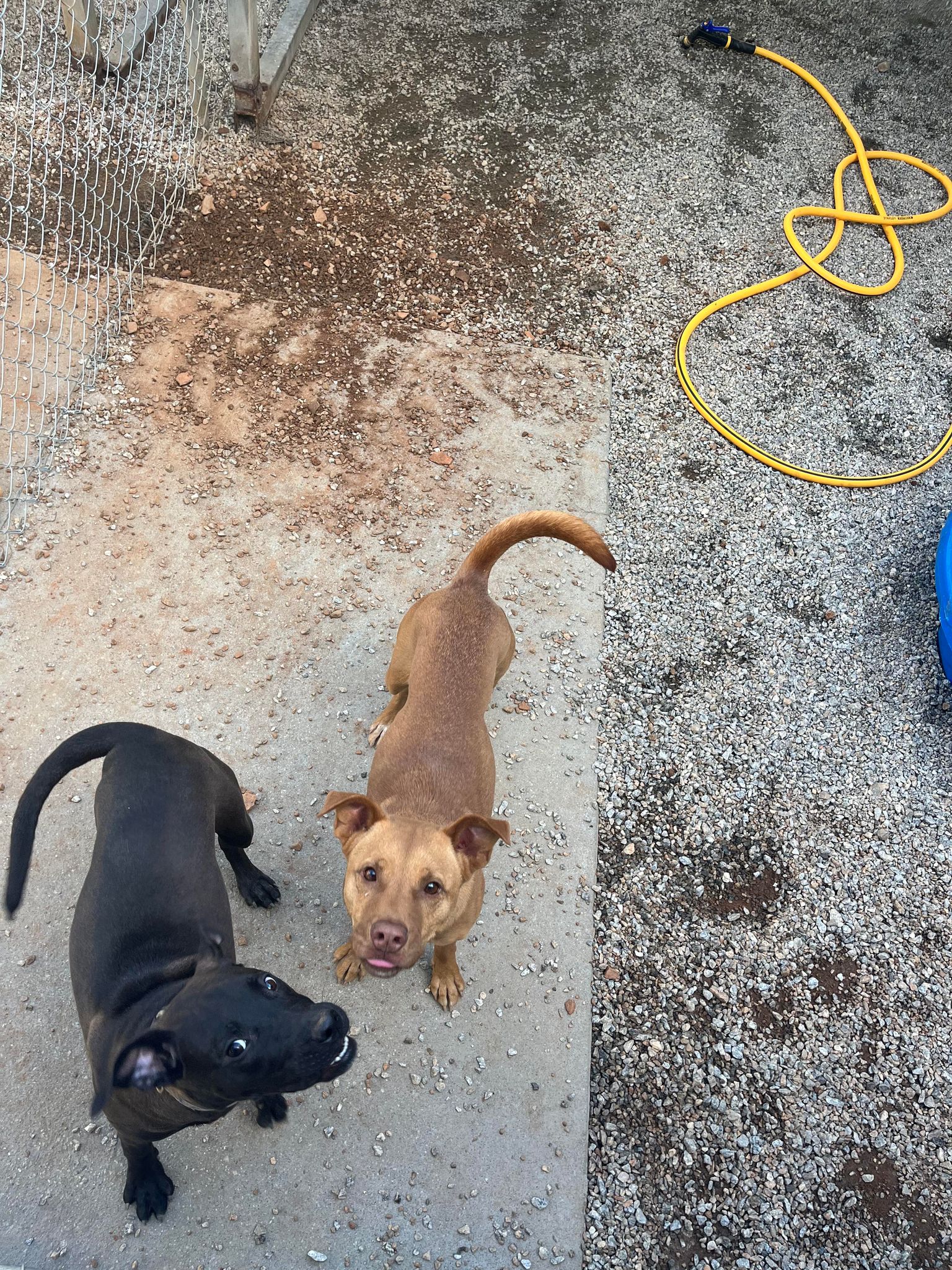 Dog for Adoption - Cally, a in Ferrisburgh, VT | Alpha Paw