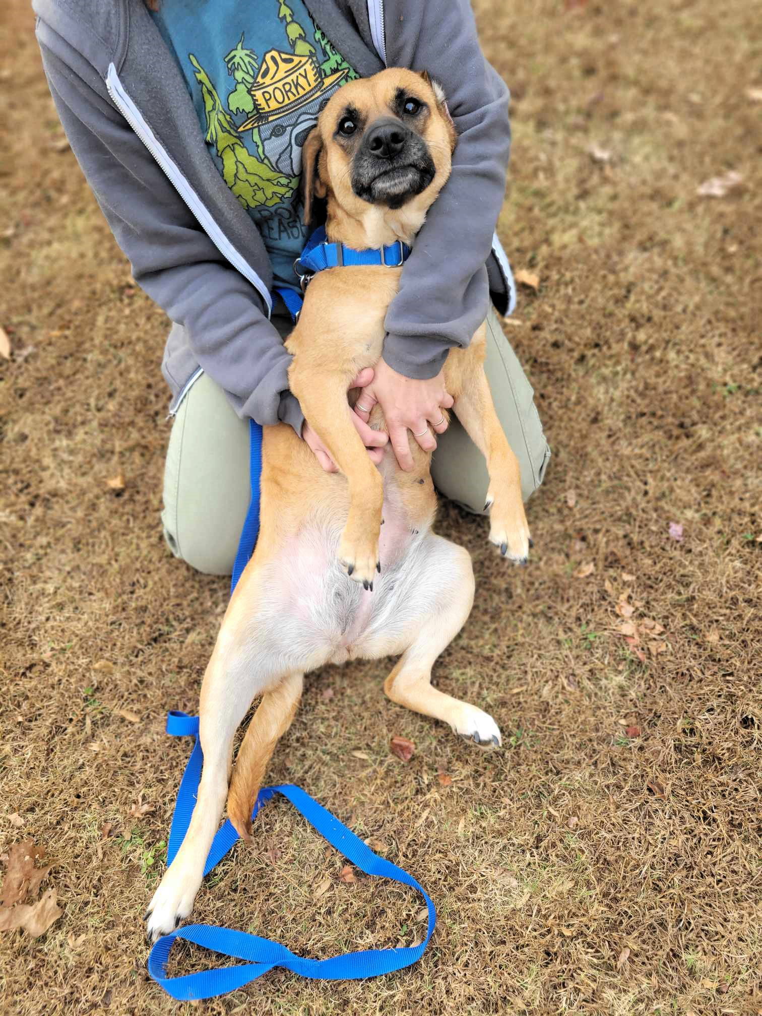 Dog for Adoption Lookylou, a in Ferrisburgh, VT Alpha Paw
