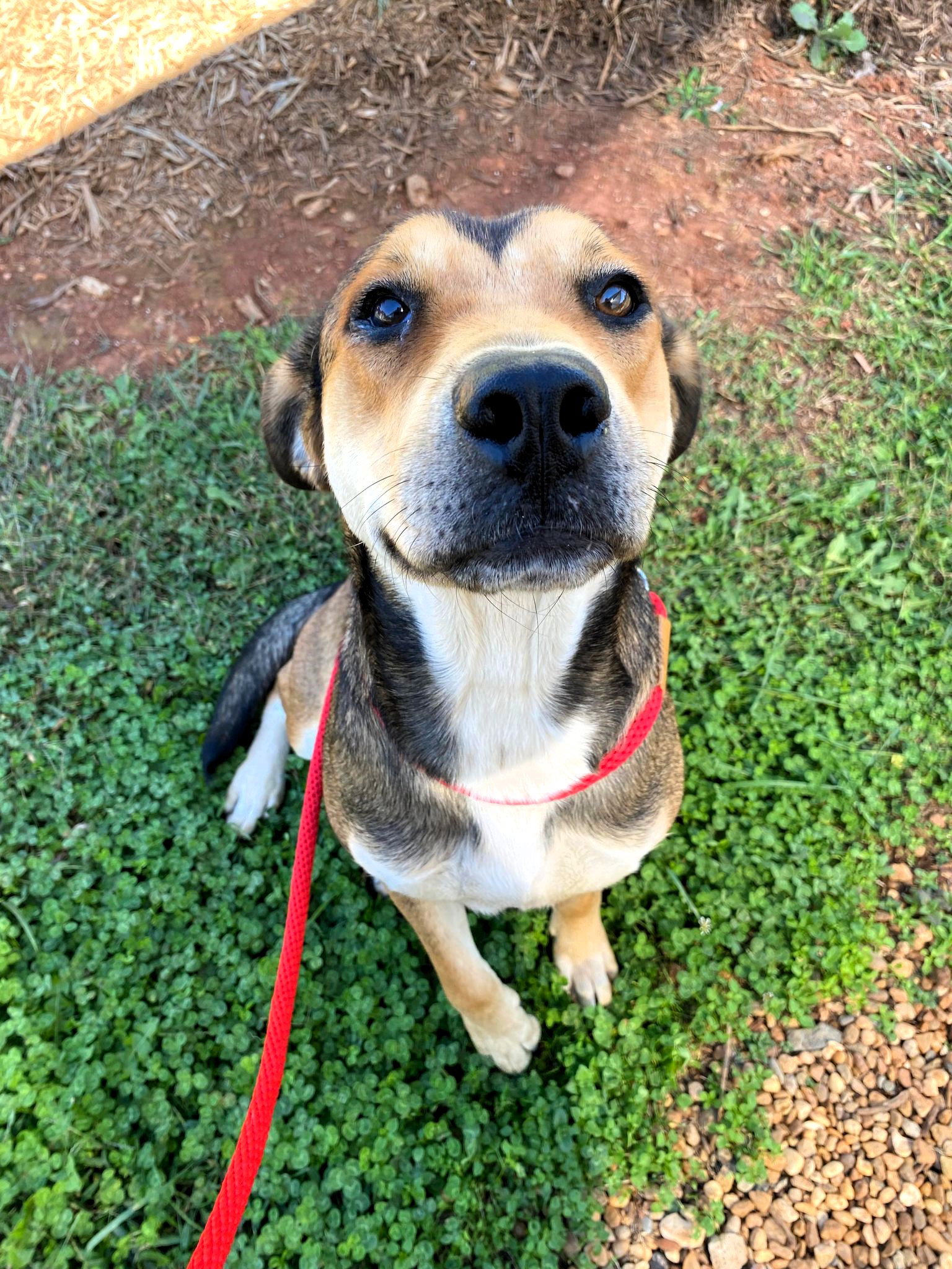 Dog for Adoption Willow, a in Plattsburgh, NY Alpha Paw