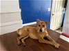 adoptable Dog in shelburne, VT named Pippin
