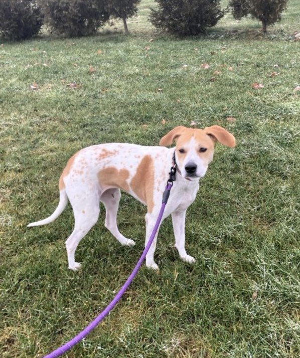Dog for Adoption Allie, a in Plattsburgh, NY Alpha Paw
