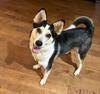 adoptable Dog in , VT named Sasha
