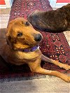 adoptable Dog in , VT named Prissy
