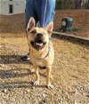 adoptable Dog in , VT named Shelly