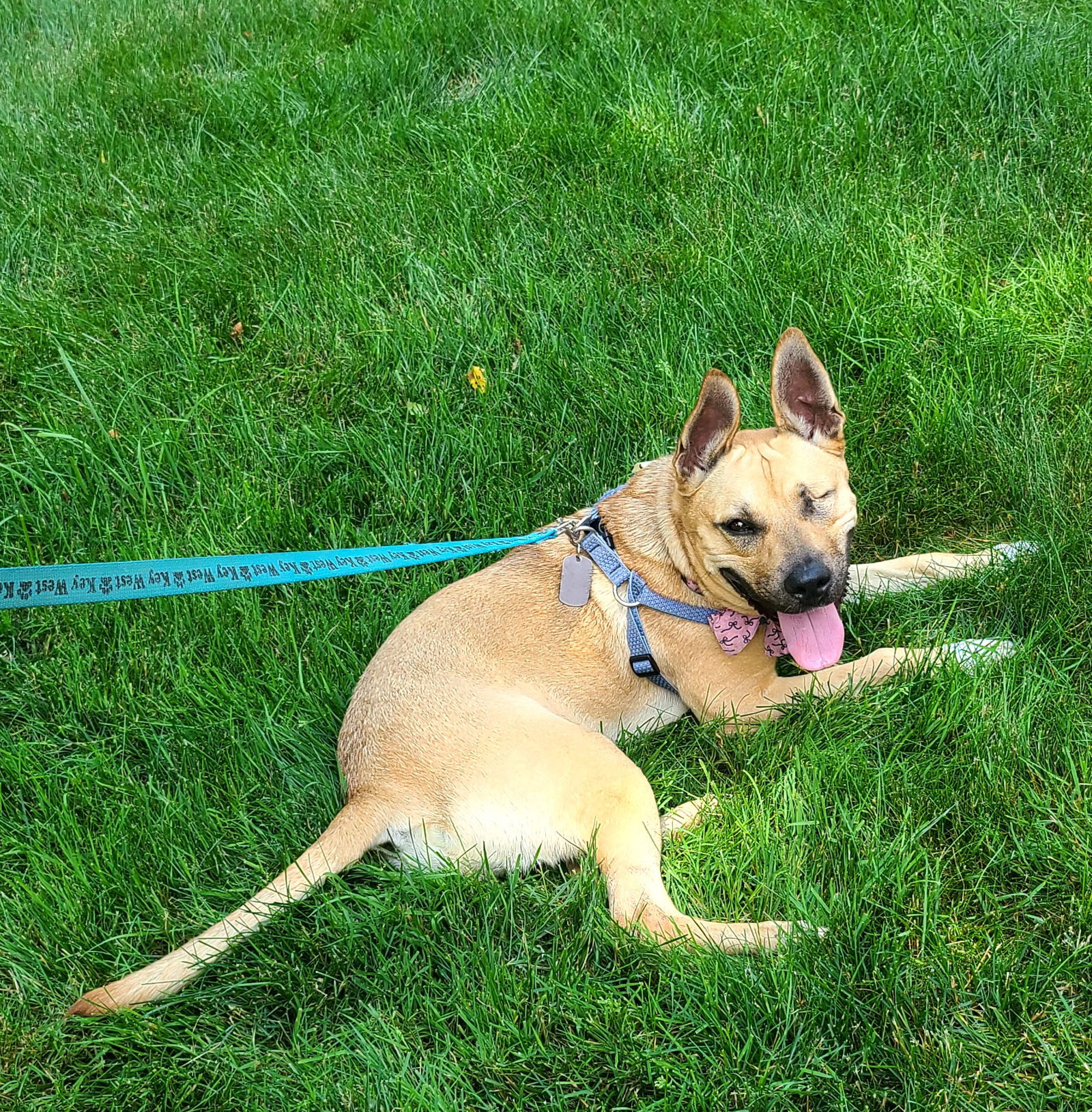 adoptable Dog in Shelburne, VT named Shelly