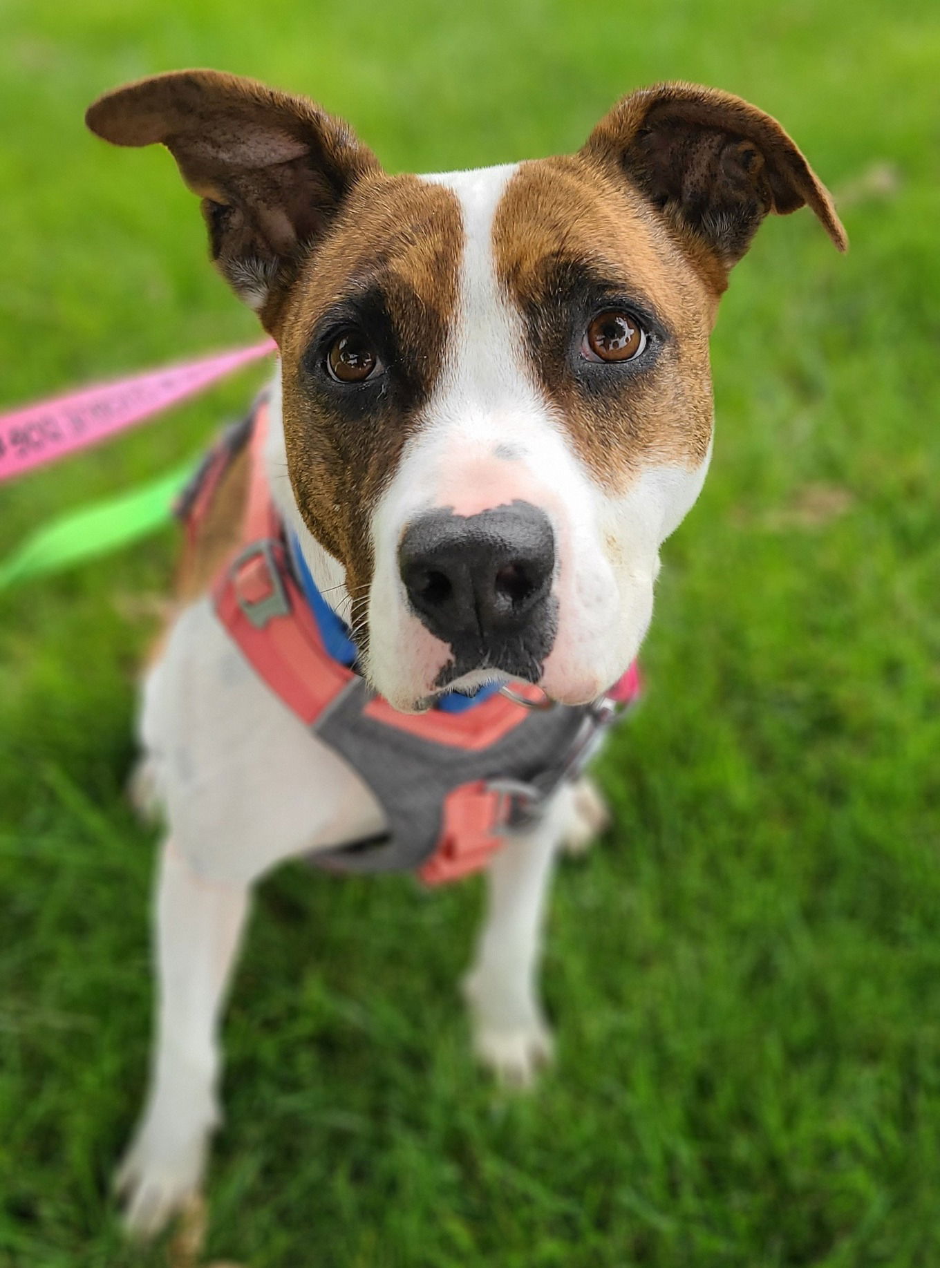 adoptable Dog in Shelburne, VT named Marla