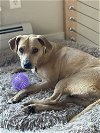 adoptable Dog in shelburne, VT named Ocean