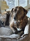 adoptable Dog in shelburne, VT named Tinsel