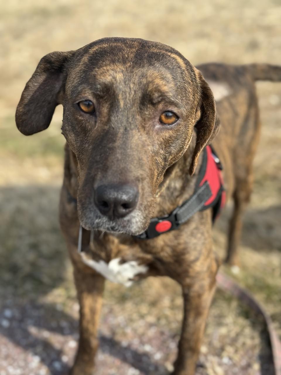 Dog for Adoption - Tinsel, a in Brandon, VT | Alpha Paw
