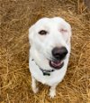 adoptable Dog in shelburne, VT named Nike