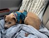 adoptable Dog in , VT named Minnie