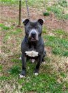 adoptable Dog in , VT named St. Nick