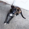 adoptable Dog in , VT named Trudy