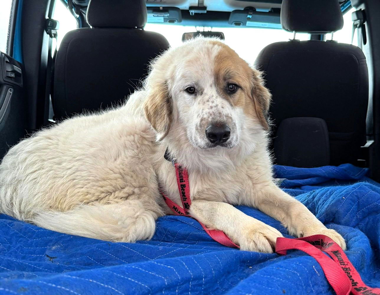 Dog Adoption In Shelburne, Vt 05482: Great Pyrenees   Mixed Dog 