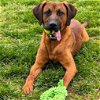 adoptable Dog in , VT named Silas