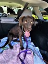 adoptable Dog in shelburne, VT named Tuxedo