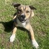 adoptable Dog in shelburne, VT named Spirit