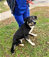 adoptable Dog in shelburne, VT named Paco
