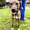adoptable Dog in , VT named Arland