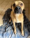 adoptable Dog in shelburne, VT named Dougie