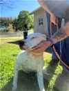 adoptable Dog in , VT named Oreo
