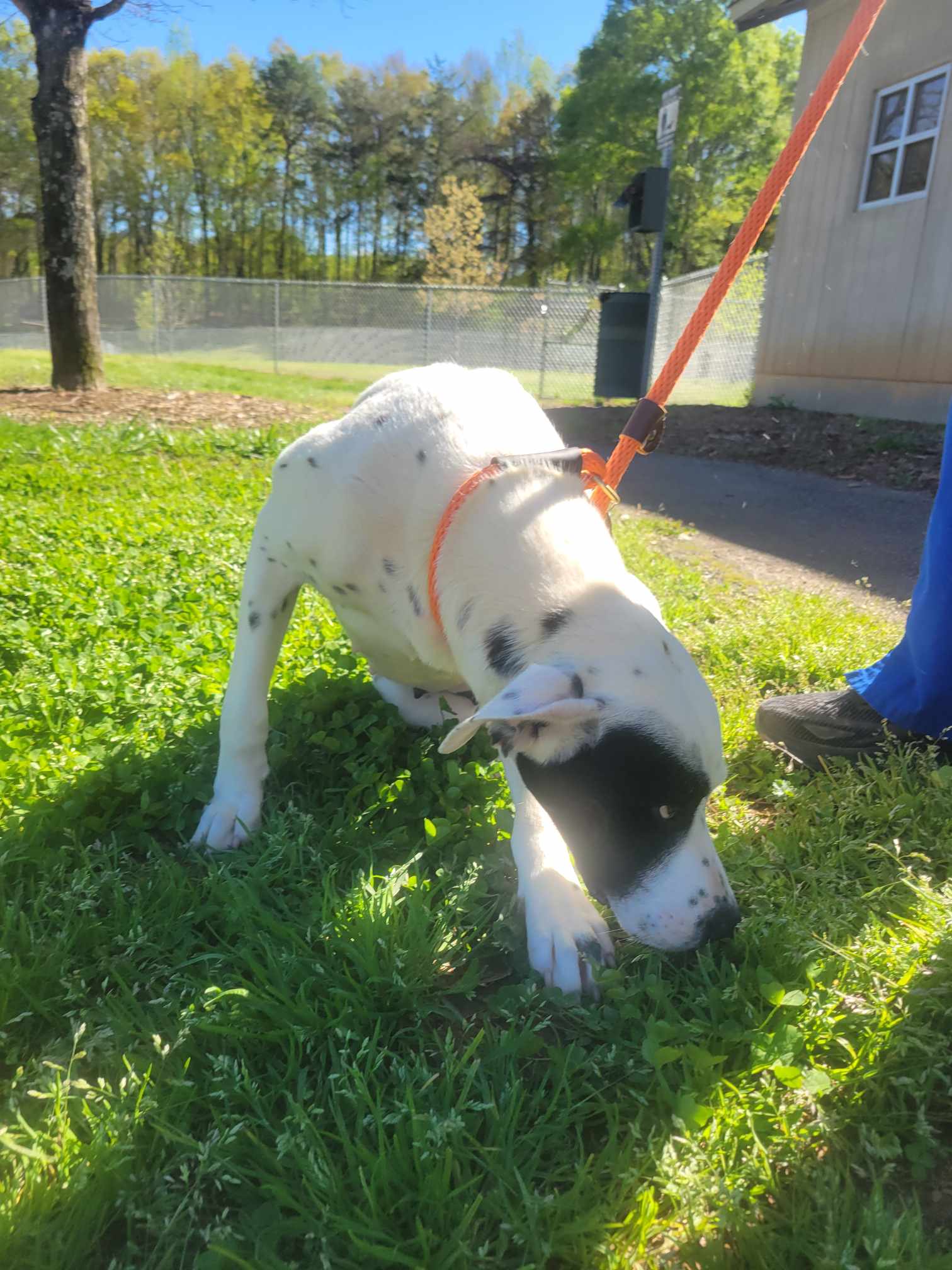 Oreo