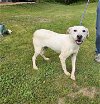 adoptable Dog in  named Nutter Butters