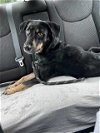 adoptable Dog in shelburne, VT named Jinx