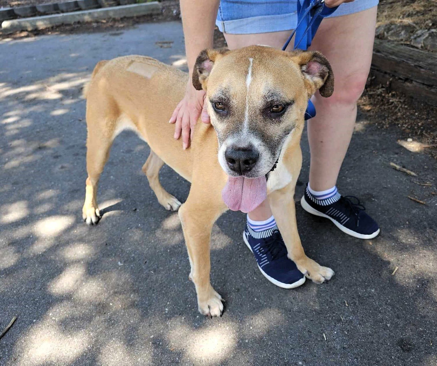 adoptable Dog in Shelburne, VT named Scrabby Doo