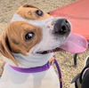 adoptable Dog in Shelburne, VT named Bucky