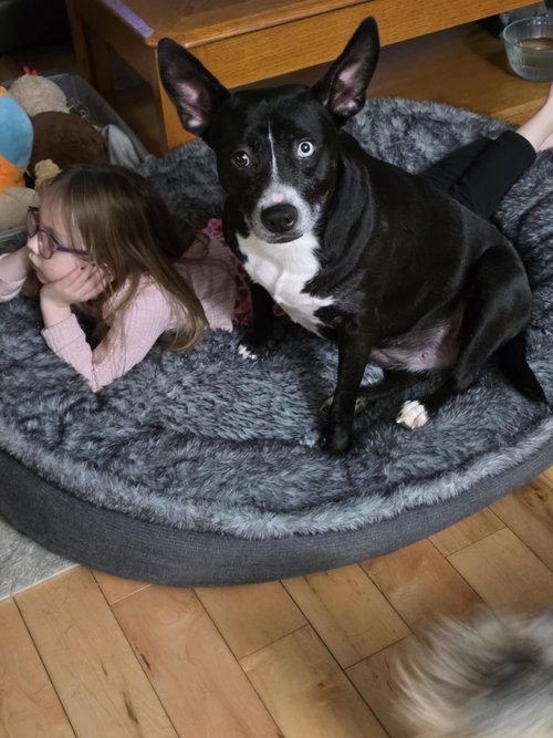 OPAL - Unknown available for adoption